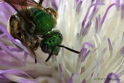 Green bee.jpg