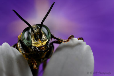 Bee Fly pb.jpg