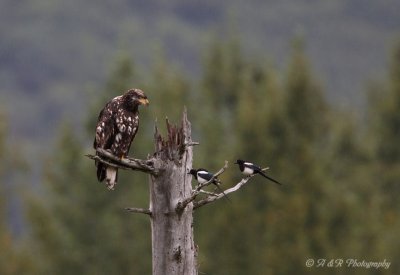 imm eagle and magpies.jpg