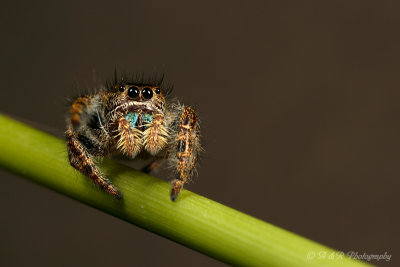 Jumping Spider pb.jpg