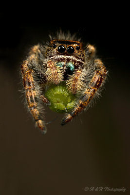 jumping spider 2 pb.jpg