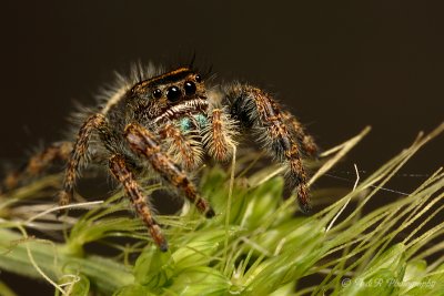 Jumping Spider 3 pb.jpg