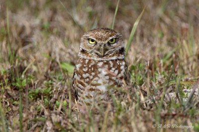 Burrowing Owl 2 pb.jpg