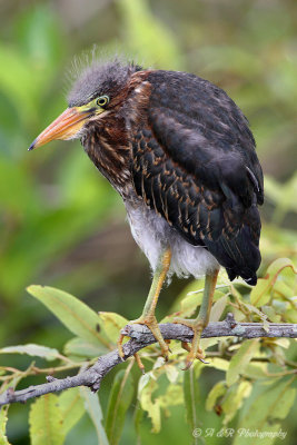 Immature Green Heron pb.jpg