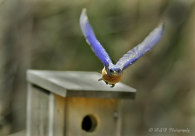 Bluebird in flight.jpg