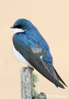 tree swallow 3 pb.jpg