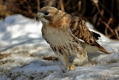 Red Tail with lunch.jpg