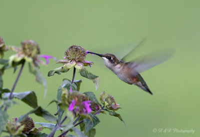Hummingbird pb.jpg