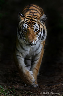 Tiger pb.jpg