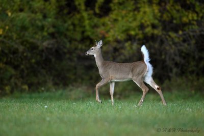 White Tail Deer 2 pb.jpg