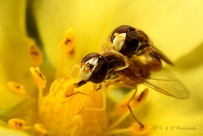 Hoverflies pb.jpg