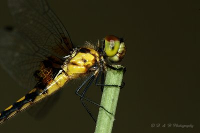 Dragonfly 4 pb.jpg