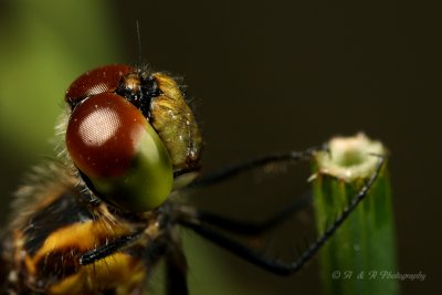 Dragonfly 3 pb.jpg