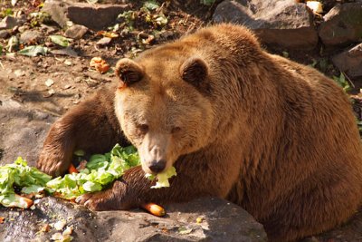 One of the bears kept in zamecka vez