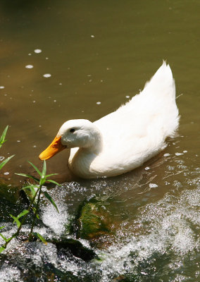 duck