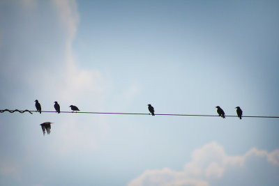 Birds