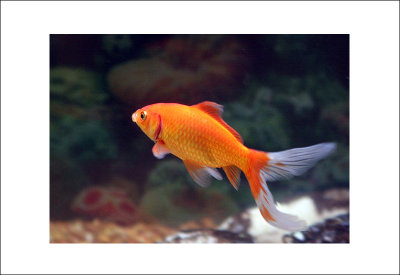 golden fish