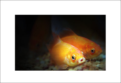 golden fish