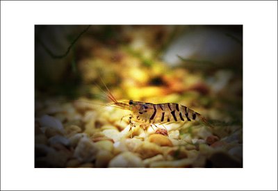 tiger shrimp