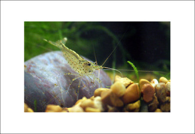 tiny shrimp