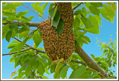 Bees 1343-08-2.jpg