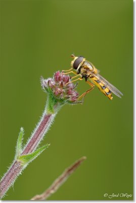 zweefvlieg_DSC_0002.JPG