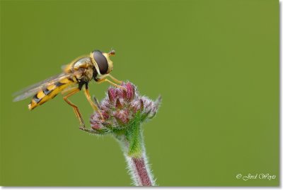 zweefvlieg_DSC_0008.JPG