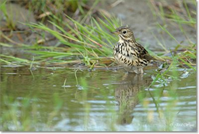 vogels11062008_DSC_0075.JPG