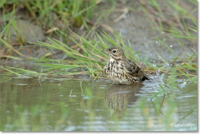 vogels11062008_DSC_0081.JPG