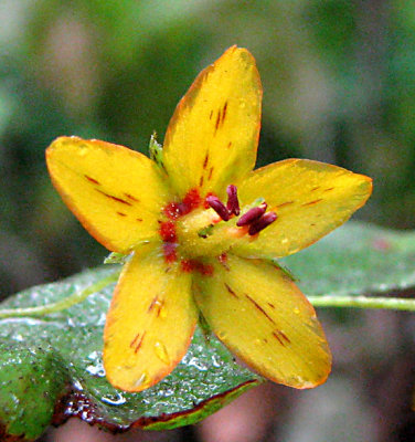Lysimachia quadrifolia - Whorled Loosetrife - 2008