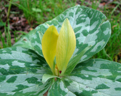 Yellow Toadshade - Trillium luteum