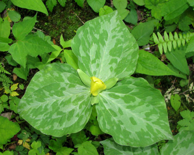 Yellow Toadshade - Trillium luteum