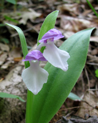 Showy Orchis - Galearis spectabilis
