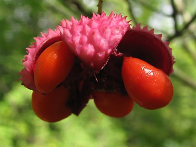 Euonymus americanus - Hearts-a-Bursting