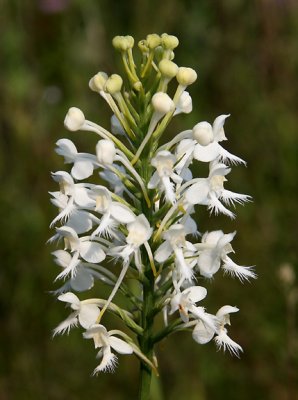 Platanthera blephariglottis - White-fringed Orchid