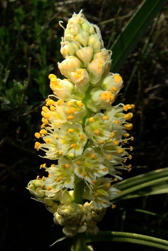 Death Camas, Zygadenus venosus