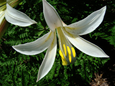 Washington Lily, Lilium washingtonianum