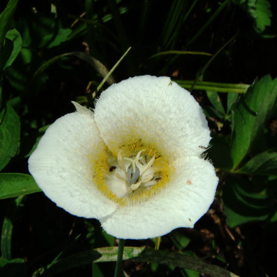 Subalpine Maraposa Lily, Calocortus subalpinus