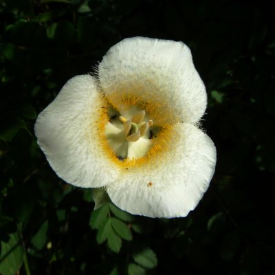 Subalpine Maraposa Lily, Calocortus subalpinus