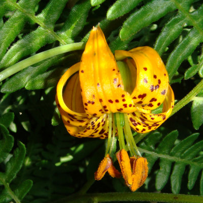 Columbia-or-Tiger Lily, Lilium columbianum