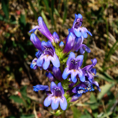 Glaucous Penstemon, Penstemon euglaucus