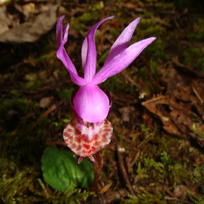 Calipso Orchid, Calypso bulbosa