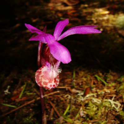 Calipso Orchid, Calypso bulbosa