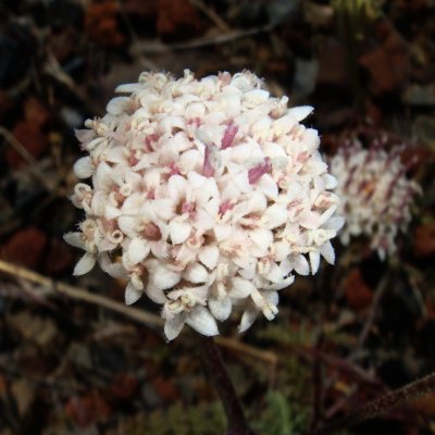 Cusicks Pincushion, Chaenactis cusickii