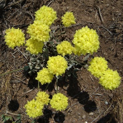 Desert Buckwheat, Eriogonum sp.