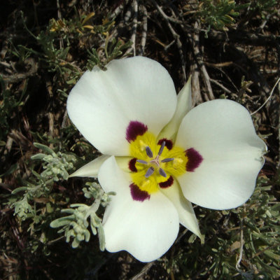 Mariposa Lily,Calochortus bruneaunis