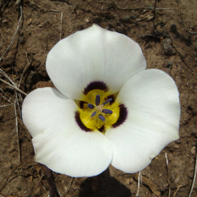 Mariposa Lily, Calochortus bruneaunis