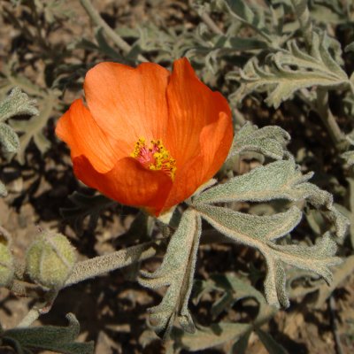 Orange Globe Mallow, Sphaeralcea munroana