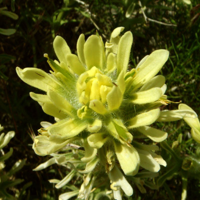 Steens Mt Paintbrush. Castelleja pilosa var. steenensis