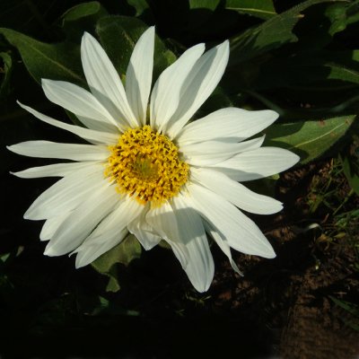 White Mules Ears, Wyethia helianthoides